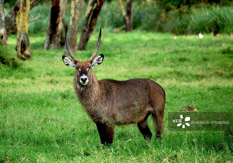 站在植被中的雄性水羚图片素材