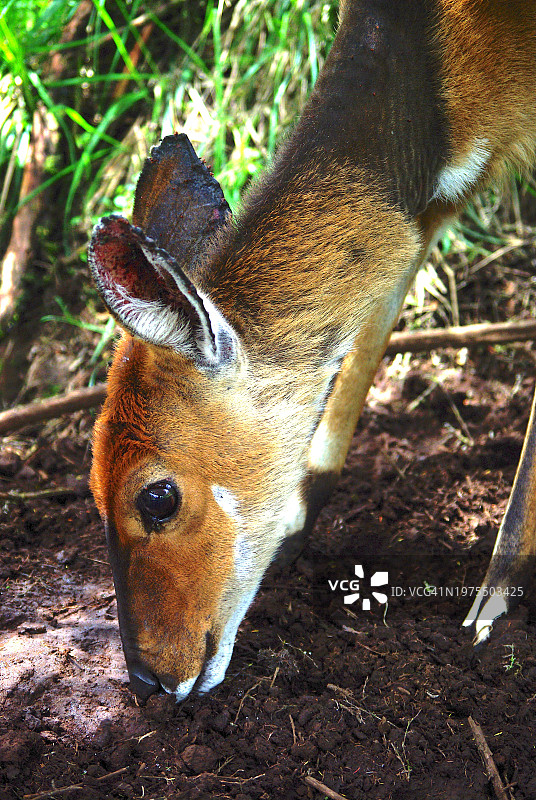 年轻的非洲水羚特写图片素材