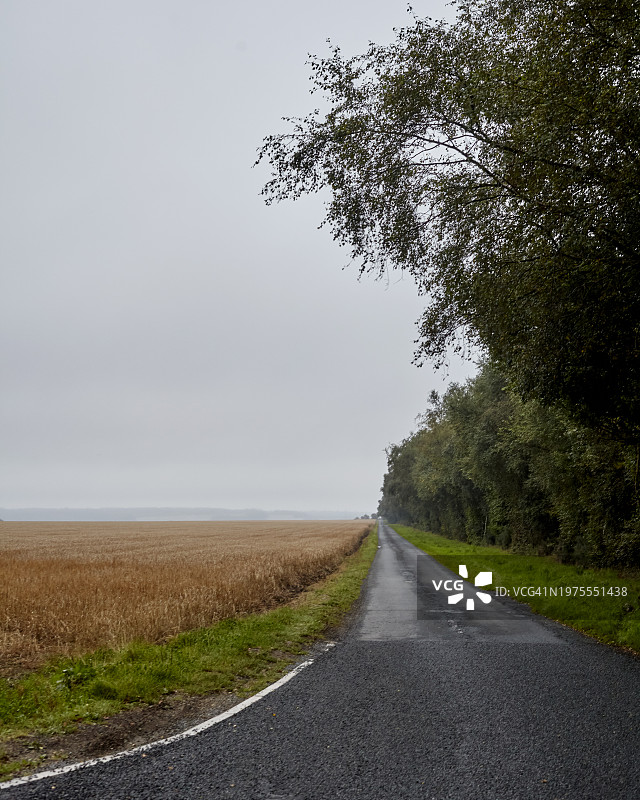 约克夏图片素材