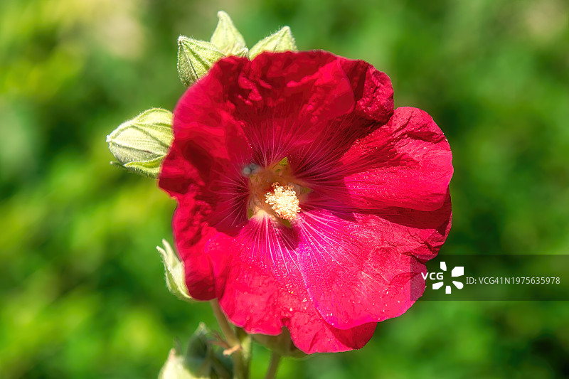 蜀葵花图片素材