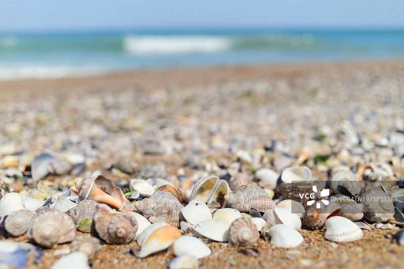 海滩上的贝壳图片素材