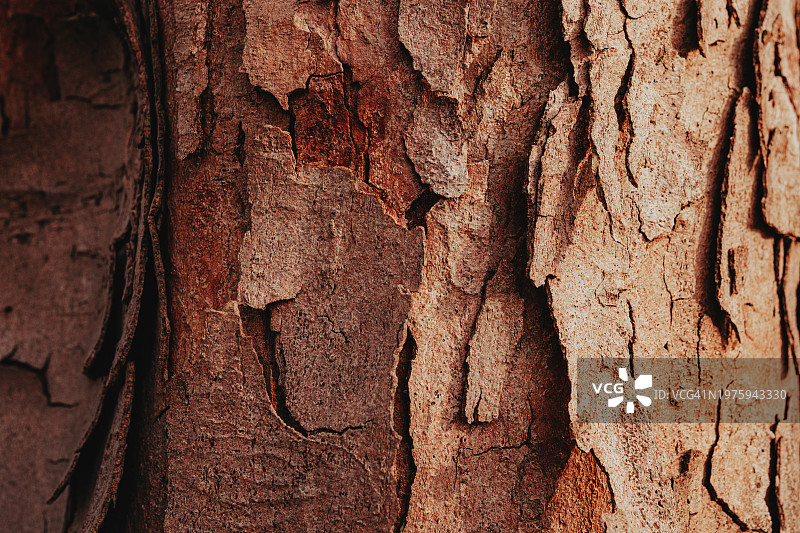 树干特写：自然纹理图片素材