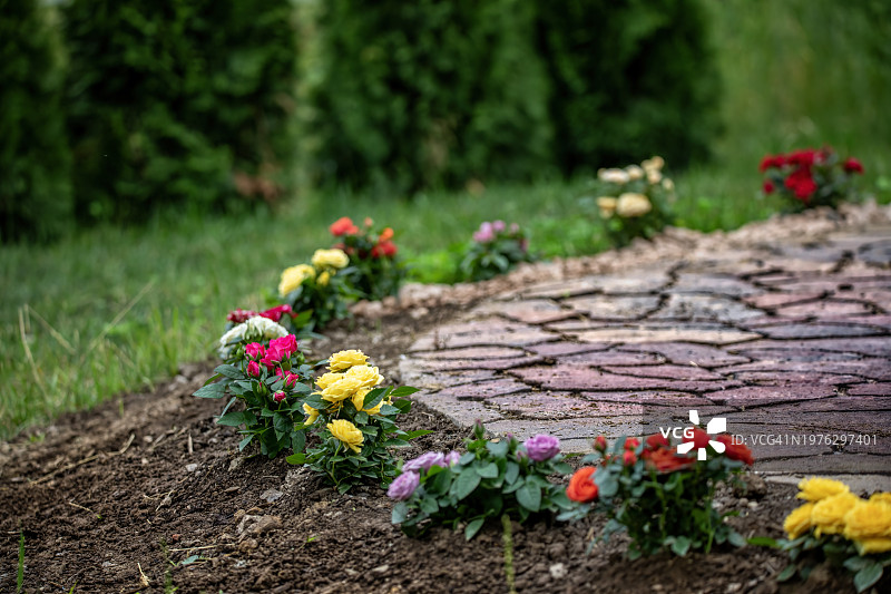 装饰用迷你玫瑰图片素材