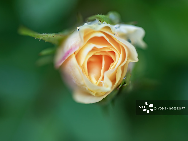 黄橙色混合玫瑰图片素材