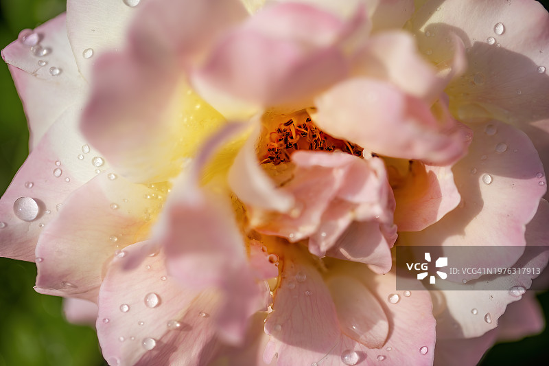 紫黄色混合玫瑰图片素材