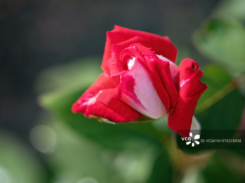 红粉混合玫瑰花图片素材