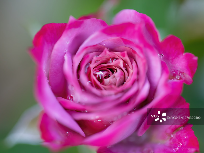 雨中的紫色玫瑰图片素材