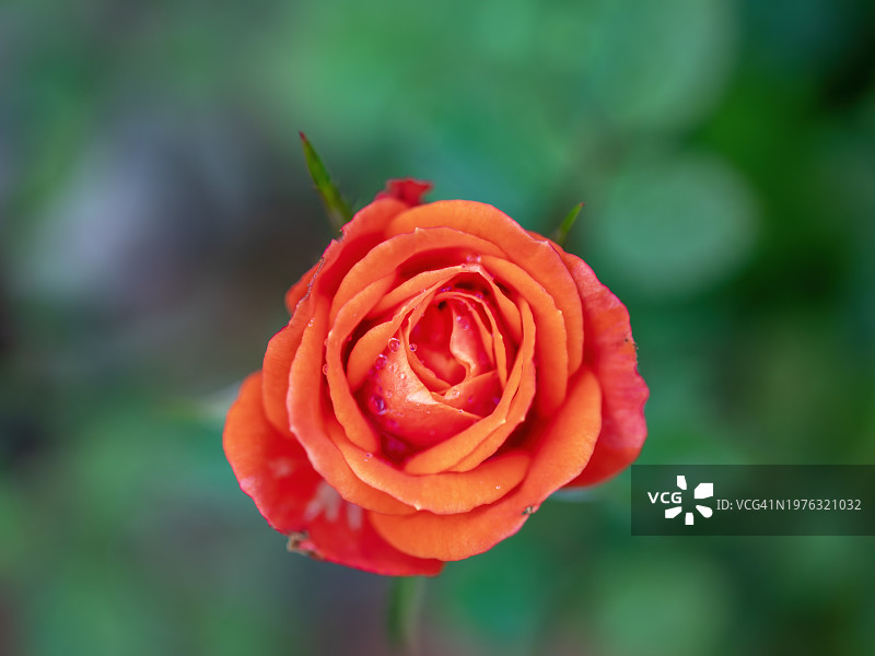 橙玫瑰图片素材