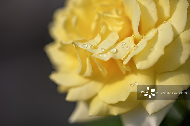 黄色玫瑰上的闪亮水滴图片素材