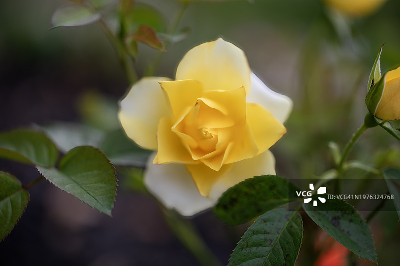 黄色玫瑰花图片素材