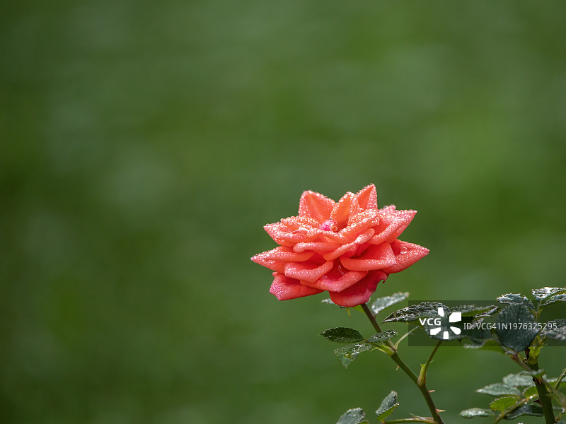 雨中的玫瑰图片素材