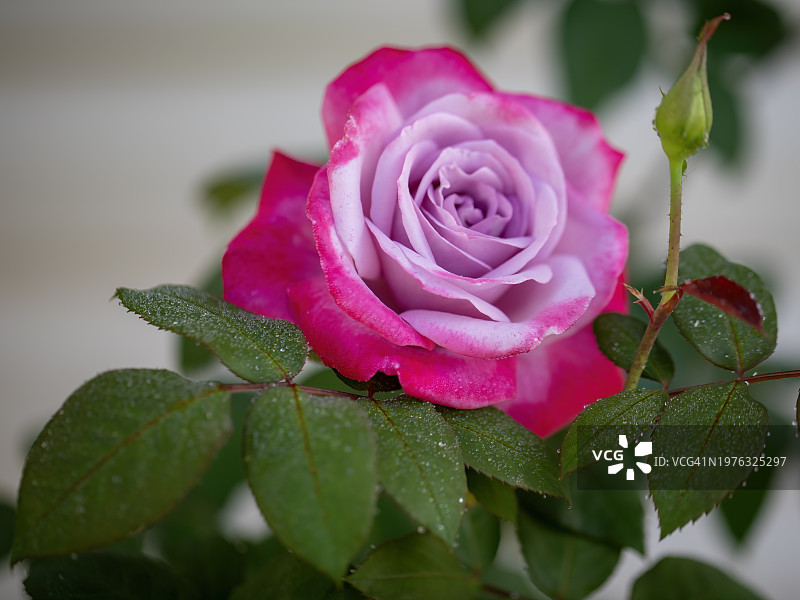 粉紫色玫瑰图片素材