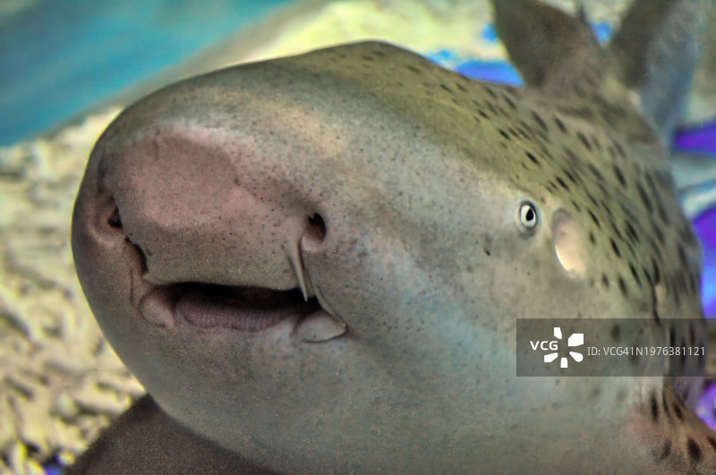 正面视角拍摄的条纹斑竹鲨图片素材