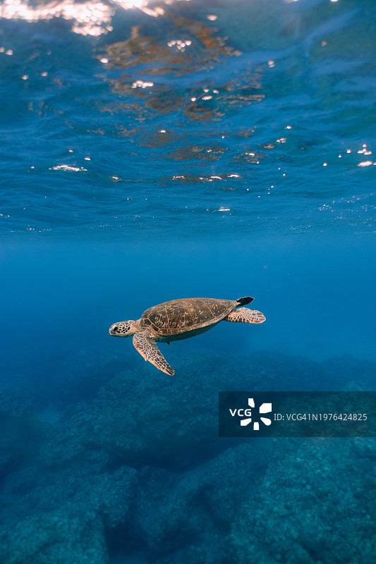 海龟在清澈的蓝色海水中游泳图片素材