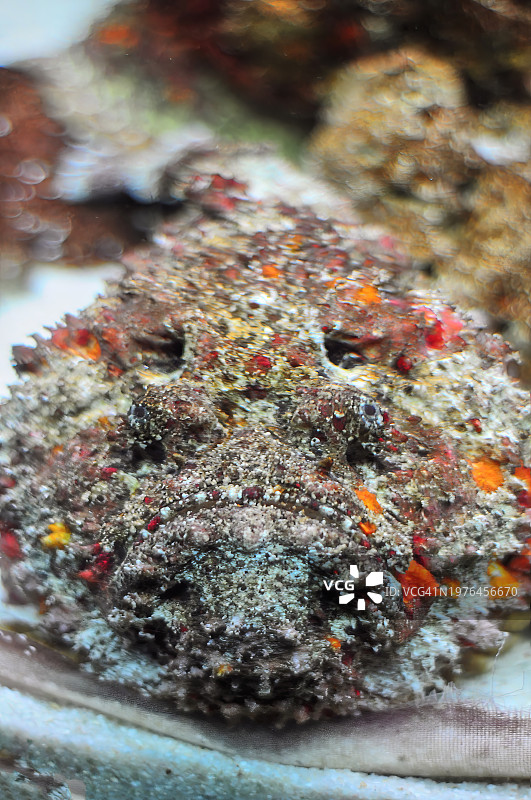 水族箱底部的石头鱼图片素材