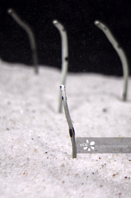 花园鳗鱼群从黑色背景的沙质海底探出头图片素材