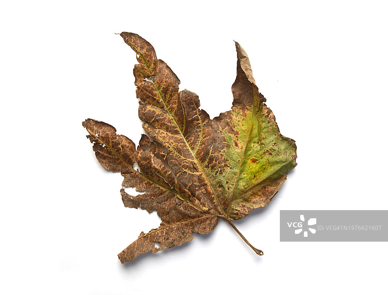 秋天的叶子图片素材