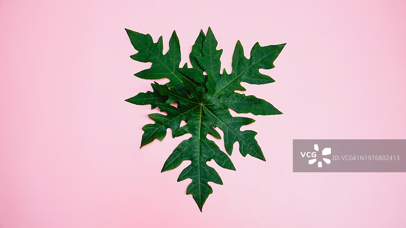 雪地五边形叶子平铺图片素材