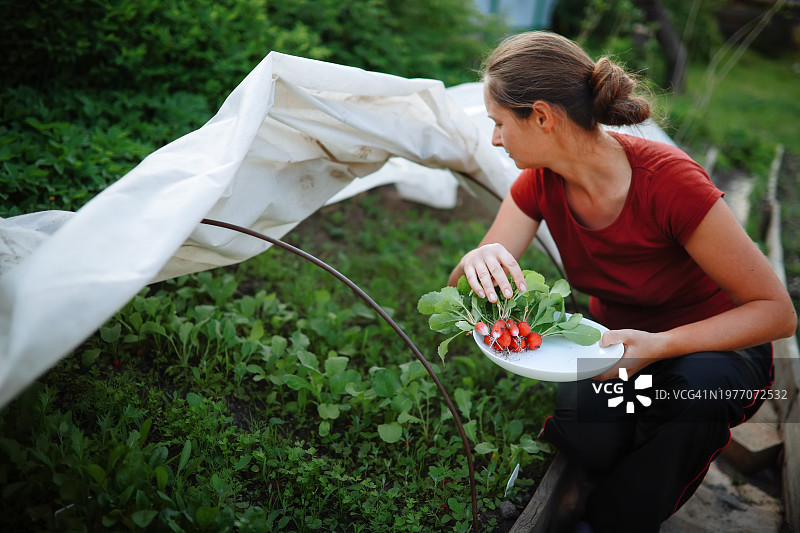 可持续生活：妇女在家收获有机萝卜图片素材