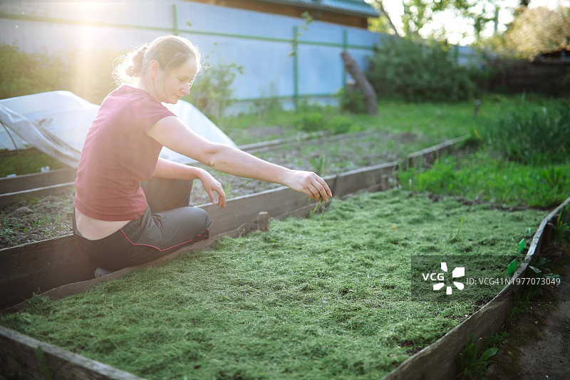 可持续园丁：中年女士用新鲜草覆盖后院苗床，留白图片素材
