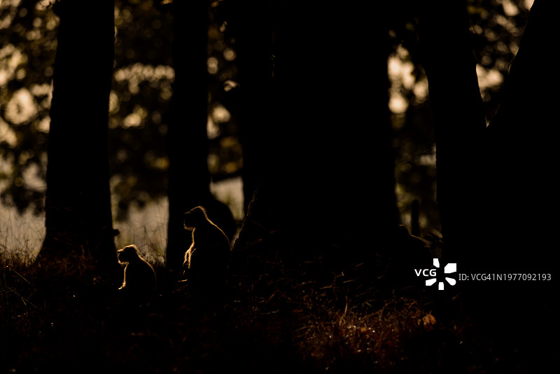 日落时分坐在树旁的哈努曼叶猴图片素材