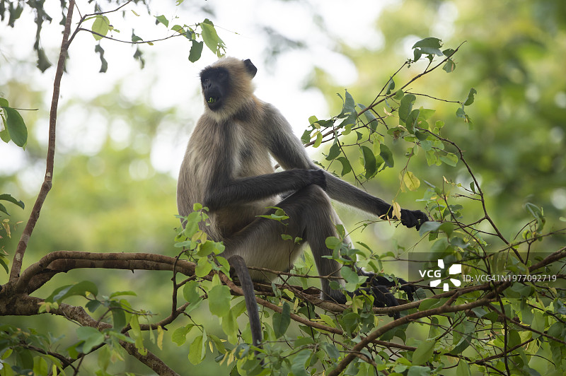坐在树上的南方平原灰叶猴图片素材