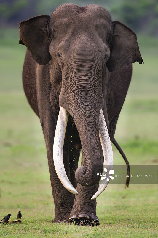 亚洲象（学名：Elephas maximus）特写，巨型象牙图片素材