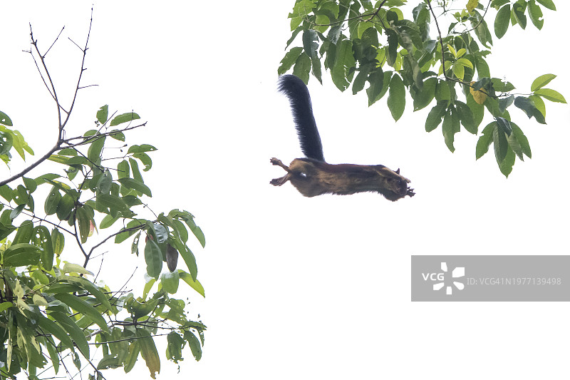 印度巨松鼠在树木间跳跃图片素材