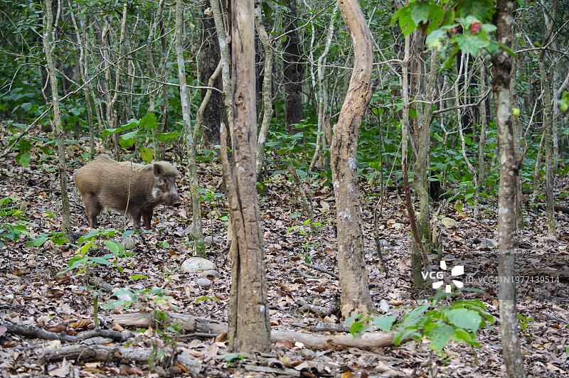 森林里的印度野猪（Sus scrofa cristatus）图片素材