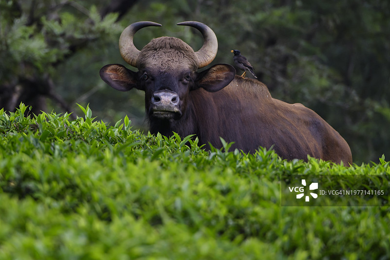 站在茶园里的印度野牛图片素材