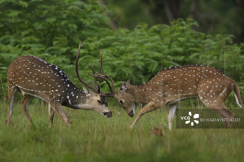 两只雄性花鹿（轴鹿）正在争斗图片素材