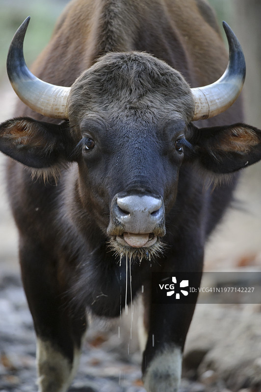 正在吃草的印度野牛特写图片素材