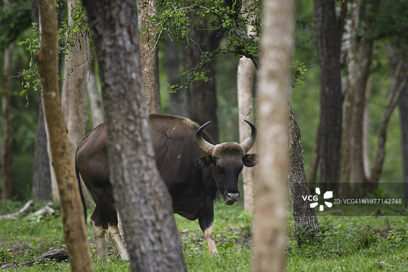 白肢野牛图片素材