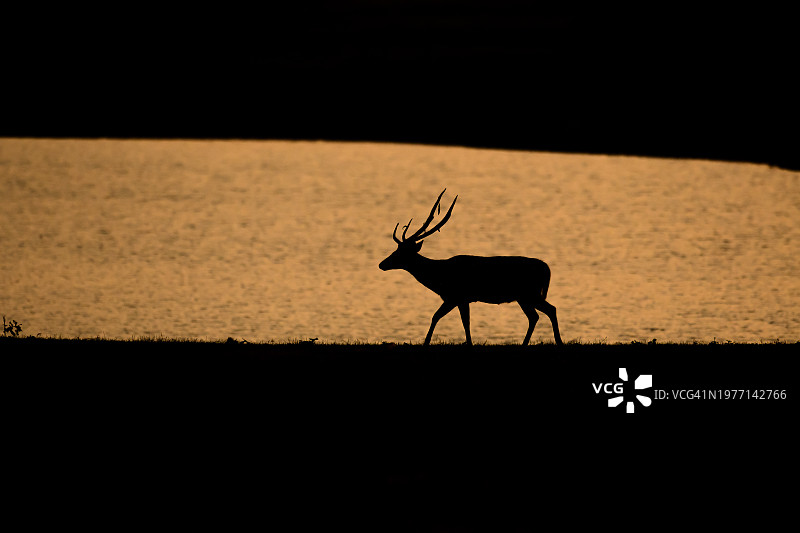 夕阳下走过湿地的Chital（轴心）剪影图片素材