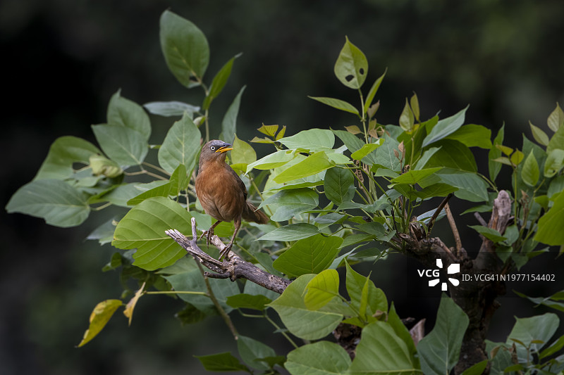 栖息在树上的红褐色鹛雀图片素材
