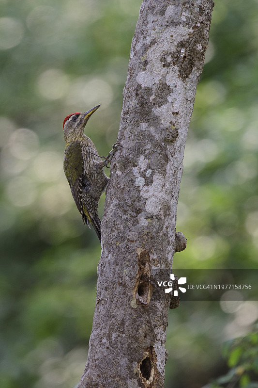 在树上觅食的黄腰啄木鸟图片素材