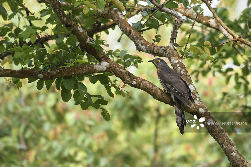 栖息在树上的普通鹰鹃图片素材