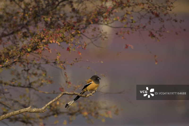 栖息在树枝上的红褐树鹊图片素材