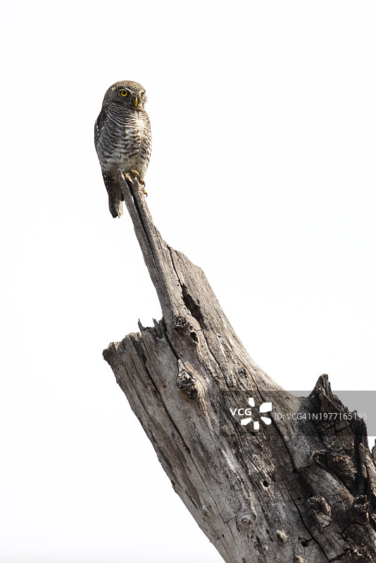栖息在树上的丛林小猫头鹰图片素材