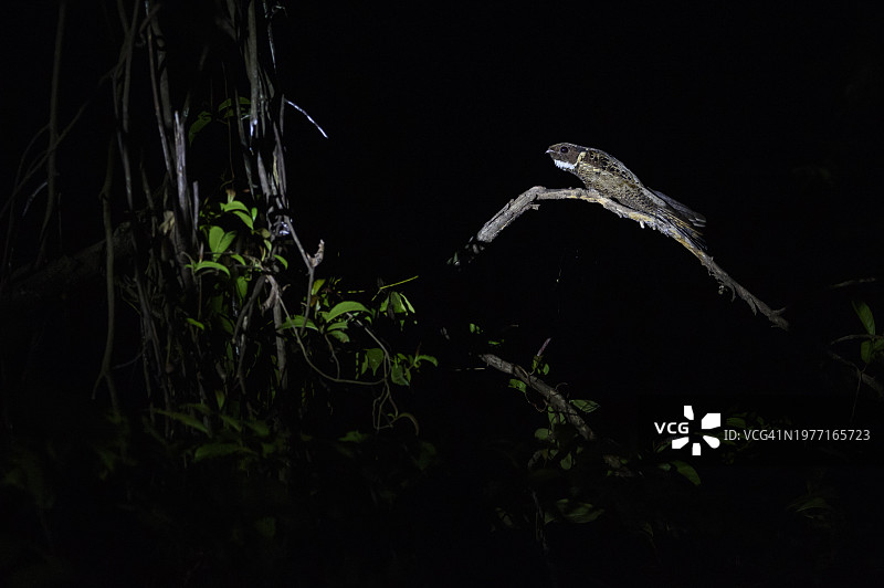 大耳夜鹰栖息在树枝上图片素材