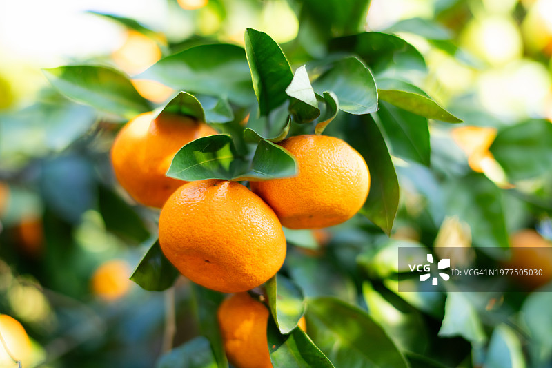 阳光明媚的橘子园秋季柑橘丰收图片素材