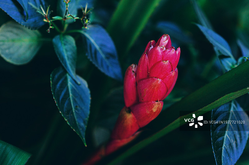 红花高良姜，红姜花。自然背景图片素材