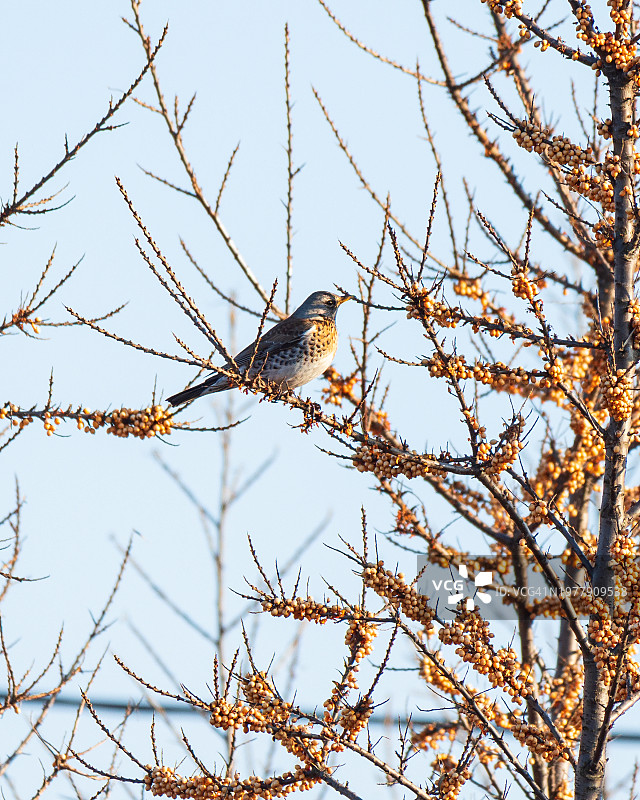 栖息在沙棘树枝上的槲鸫图片素材