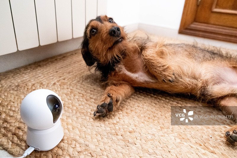 独自在家的腊肠犬，通过宠物摄像头监控图片素材