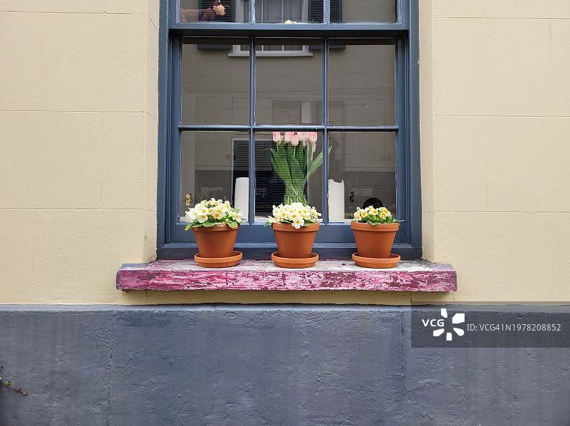 窗台上的花卉植物图片素材