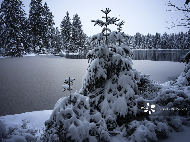 格吕耶尔湖的松树林和冰冻湖面图片素材