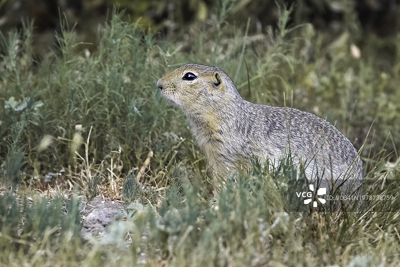 理查森地松鼠图片素材
