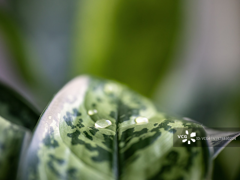 滴在花叶上的水珠图片素材