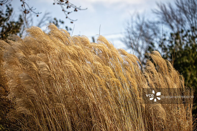 风中摇曳的干燥芦苇图片素材