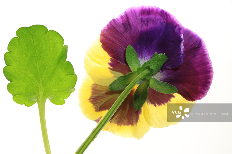 白色背景上的三色堇花朵和叶子图片素材